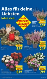 Pflanzen im Lidl Prospekt in Rodgau Aktueller Lidl Prospekt mit Pflanzen, "LIDL LOHNT SICH", Seite 21