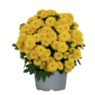 Aktuelles Chrysanthemen Angebot bei toom Baumarkt in Frankfurt (Main) ab 1,79 €