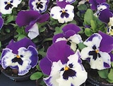 Stiefmütterchen „Viola F1“ von  im aktuellen Hagebaumarkt Prospekt für 0,79 €