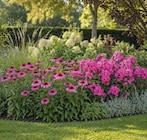 Sonnenhut oder Flammenblume im Angebot bei Netto Marken-Discount in Rheine Sonnenhut oder Flammenblume Angebote bei Netto Marken-Discount Rheine für 6,99 €