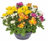 Chrysanthemen- Schale von  im aktuellen Pflanzen Kölle Prospekt für 8,99 €