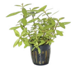 Le lot de 5 plantes aquatiques en pot Ø 5 cm à Truffaut dans Saint-Denis-en-Val Le lot de 5 plantes aquatiques en pot Ø 5 cm à Truffaut dans Saint-Denis-en-Val