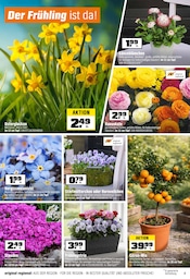 Stiefmütterchen im OBI Prospekt in Schwabach Aktueller OBI Prospekt mit Stiefmütterchen, "Biberstarke ANGEBOTE", Seite 3