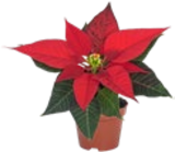 Mini-Weihnachtsstern Weiß im Kaufland Prospekt Mini-Weihnachtsstern Weiß im aktuellen Kaufland Prospekt für 1,29 €