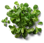 Franz./ital. Feldsalat von  im aktuellen Kaufland Prospekt für 0,88 €