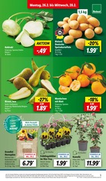 Balkonpflanzen Angebot im aktuellen Lidl Prospekt auf Seite 3