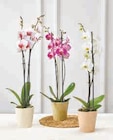 Orchidée 2 Tiges en promo chez U Express Nîmes à 12,99 €