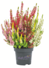 toom Baumarkt Hagen - Knospenheide „Beauty Ladies High Five“ Angebot im Prospekt Knospenheide „Beauty Ladies High Five“ bei toom Baumarkt im Hagen Prospekt für 5,99 €