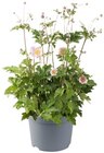 Aktuelle Blumen Angebote bei REWE in Hildesheim Aktuelles Herbstanemone Angebot bei REWE in Hildesheim ab 3,79 €
