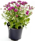 Aktuelles Chrysantheme Patio Mum Angebot bei Thomas Philipps in Leipzig ab 1,39 €