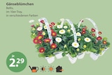 Gänseblümchen im aktuellen V-Markt Prospekt