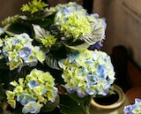Hortensie im Angebot bei Kaufland in Villingen-Schwenningen Hortensie Angebote bei Kaufland Villingen-Schwenningen für 4,99 €