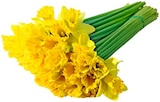 Aktuelle Blumen Angebote bei Penny in Oberhausen Aktuelles Narzissen Angebot bei Penny in Oberhausen ab 0,89 €