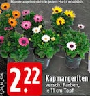 Kapmargeriten bei EDEKA im Verl Prospekt für 2,22 €