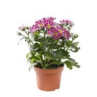 Mini Chrysanthème multicolore. Le pot de 10,5 cm - BOTANIC® - Botanic à Thonon-les-Bains Mini Chrysanthème multicolore. Le pot de 10,5 cm - BOTANIC® en promo chez Botanic Thonon-les-Bains à 2,65 €