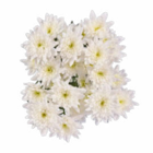 Chrysanthemen im Angebot bei Lidl in Friedrichshafen Chrysanthemen Angebote bei Lidl Friedrichshafen für 2,49 €