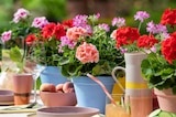 Geranie im Angebot bei Garten-Center Nordharz GmbH & Co. KG in Braunschweig Geranie Angebote bei Garten-Center Nordharz GmbH & Co. KG Braunschweig für 1,99 €