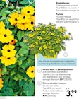 Versch. Beet- & Balkonpflanzen für 3,99 € bei Hellweg im Angebot Versch. Beet- & Balkonpflanzen im aktuellen Hellweg Prospekt