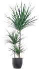 Grande plante verte en promo chez Lidl Brest à 12,99 €