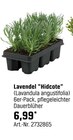 Lavendel "Hidcote" Angebote bei OBI Bottrop für 6,99 €