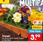 Primeln  im aktuellen Netto Marken-Discount Prospekt für 3,99 €