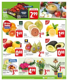 EDEKA Zimmerpflanzen im Prospekt 