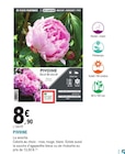 Promo Pivoine à 8,90 € dans le catalogue E.Leclerc à Marennes