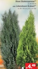 Blaue Säulenzypresse Angebote bei Zimmermann Magdeburg für 4,49 €