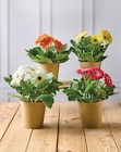 Gerberas en promo chez U Express Limoges à 3,99 €