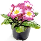 Primeln bei Thomas Philipps im Zella-Mehlis Prospekt für 0,89 €