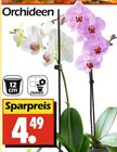 Orchideen im Wreesmann Prospekt Orchideen von im aktuellen Wreesmann Prospekt für 4,49 €