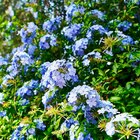 DENTELAIRE DU CAP (PLUMBAGO CAPENSIS) - SANSMARQUE en promo chez Auchan Hypermarché Villeneuve-d'Ascq à 9,99 €