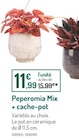 Peperomia Mix + cache-pot à 11,99 € dans le catalogue Botanic