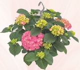 Botanic Épinal - Promo Hortensia Promo Hortensia à 25,99 € dans le catalogue Botanic à Épinal