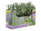 Lavande en promo chez Lidl Nanterre à 3,99 €