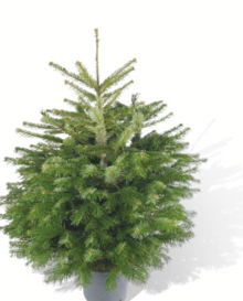Getopfte Weihnachtsbäume bei toom Baumarkt in Cuxhaven Getopfte Weihnachtsbäume im Angebot bei toom Baumarkt Cuxhaven für 12,99 €