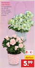 Hortensien oder Rosen Angebote bei Netto Marken-Discount Potsdam für 5,99 €