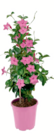 Dipladenie-Pyramide Angebote bei toom Baumarkt Melle für 14,99 €