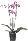 Orchidée 3 branches - GARDENLINE dans le catalogue Aldi