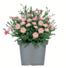 Aktuelles Nelke „Pink Kisses“/„Peach Party“ Angebot bei toom Baumarkt in Mönchengladbach ab 3,99 €