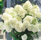 Aktuelle Hortensie Angebote bei ROSENGUT Langerwisch in Potsdam Aktuelles Hydrangea Paniculata 'Gardenlights' Rispenhortensie Angebot bei ROSENGUT Langerwisch in Potsdam ab 12,99 âŹ