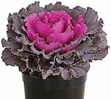 Dehner Garten-Center Bad Dürrheim - Zierkohl Angebot im Prospekt Zierkohl bei Dehner Garten-Center im Bad Dürrheim Prospekt für 2,99 €