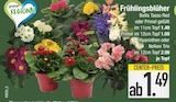 Bellis Tasso Red oder Primel gefüllt oder Hyazinthen oder Nelken Trio im aktuellen EDEKA Prospekt für 1,49 €