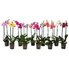 Orchidée - Carrefour à Malakoff Orchidée en promo chez Carrefour Malakoff à 5,99 €