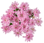 Chrysanthemen Angebot im ALDI Nord Prospekt Chrysanthemen im ALDI Nord Prospekt zum Preis von 1,99 €