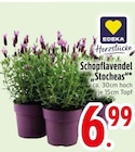 Schopflavendel 'Stocheas' Angebote von EDEKA bei EDEKA Regensburg für 6,99 €