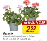 Geranie im aktuellen toom Baumarkt Prospekt für 2,29 €