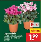 Alpenveilchen im Angebot bei Netto Marken-Discount in Stade Alpenveilchen Angebote bei Netto Marken-Discount Stade für 1,99 €
