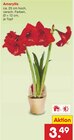 Aktuelle Pflanzen Angebote bei Netto Marken-Discount in Bremen Aktuelles Amaryllis Angebot bei Netto Marken-Discount in Bremen ab 3,49 €