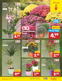 Orchidee Angebot im aktuellen Netto Marken-Discount Prospekt auf Seite 7